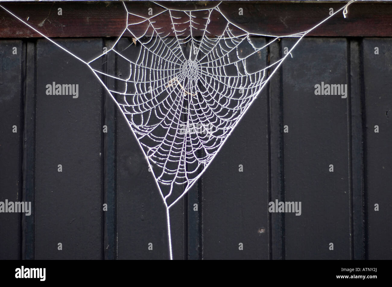 Les araignées congelées, Web UK Banque D'Images