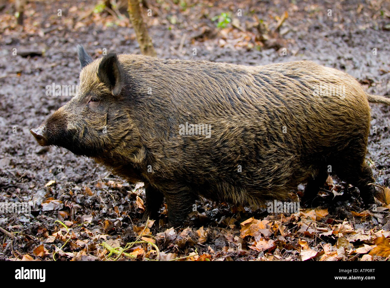 Sanglier Sus scrofa européenne Banque D'Images