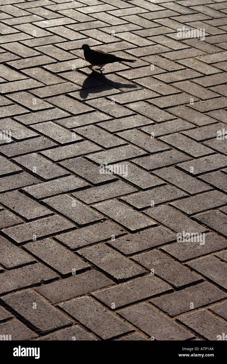 Oiseau sur la chaussée ensoleillée- Dubai Deira Creek Banque D'Images