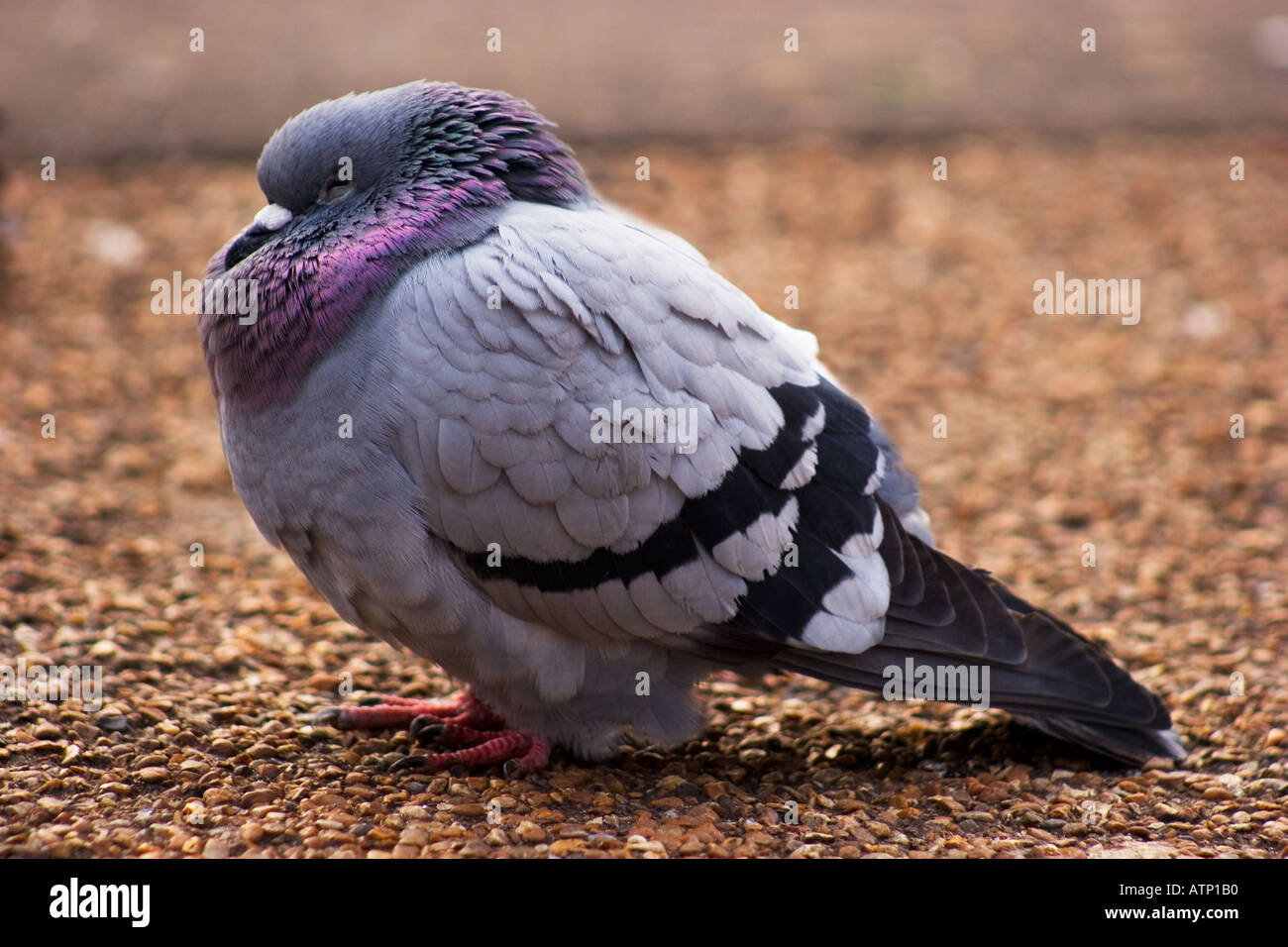 Un pigeon de couchage Banque D'Images