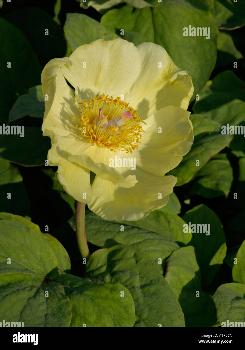 La pivoine (Paeonia caucasiens jaune mlokosewitschii) Banque D'Images