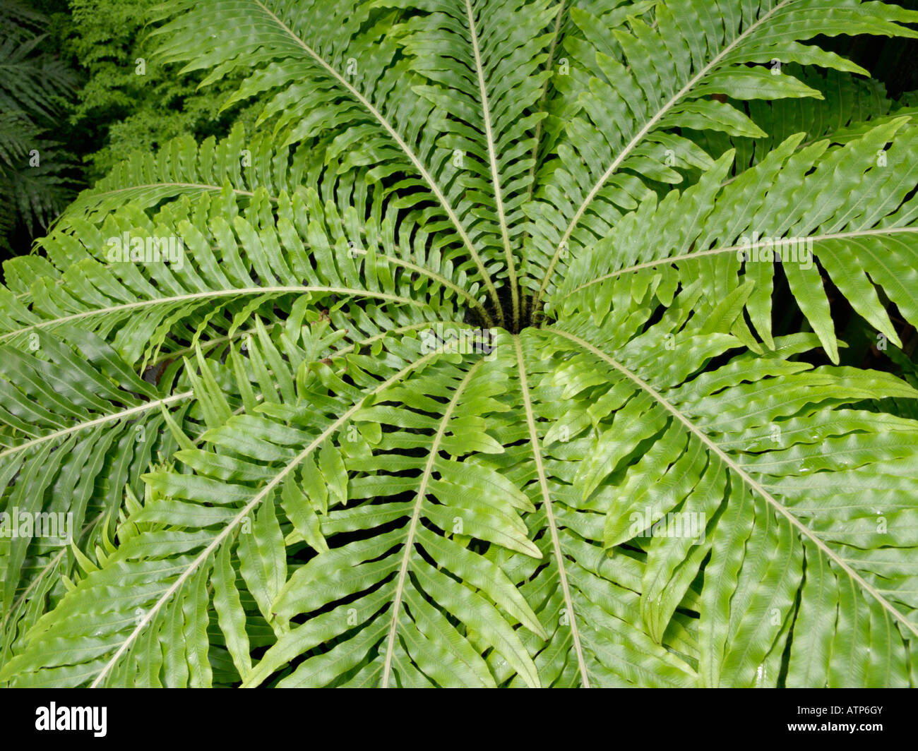 Arbre nain (fougère blechnum gibbum) Banque D'Images