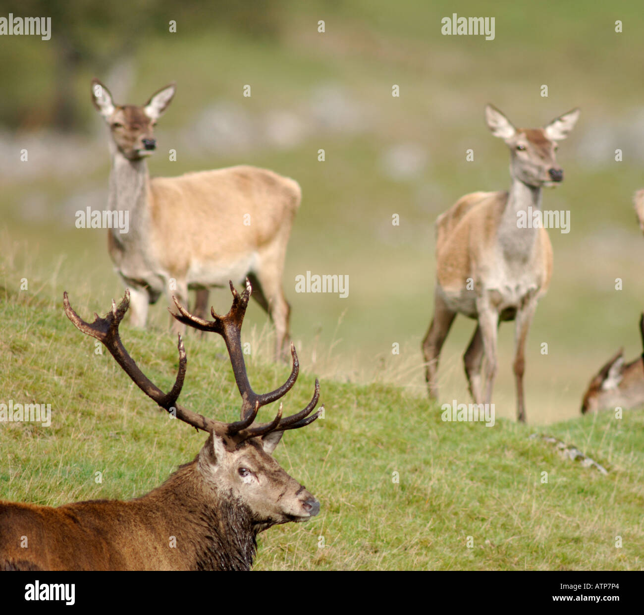 Red Deer Stag Holding Hinds au cours de l'automne rut. XMM 3746-359 Banque D'Images