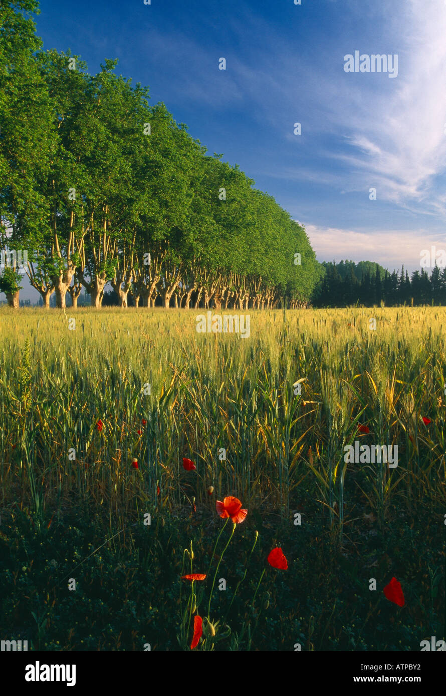 Allée d'arbres de coquelicots nr St Remy de Provence Provence France Banque D'Images
