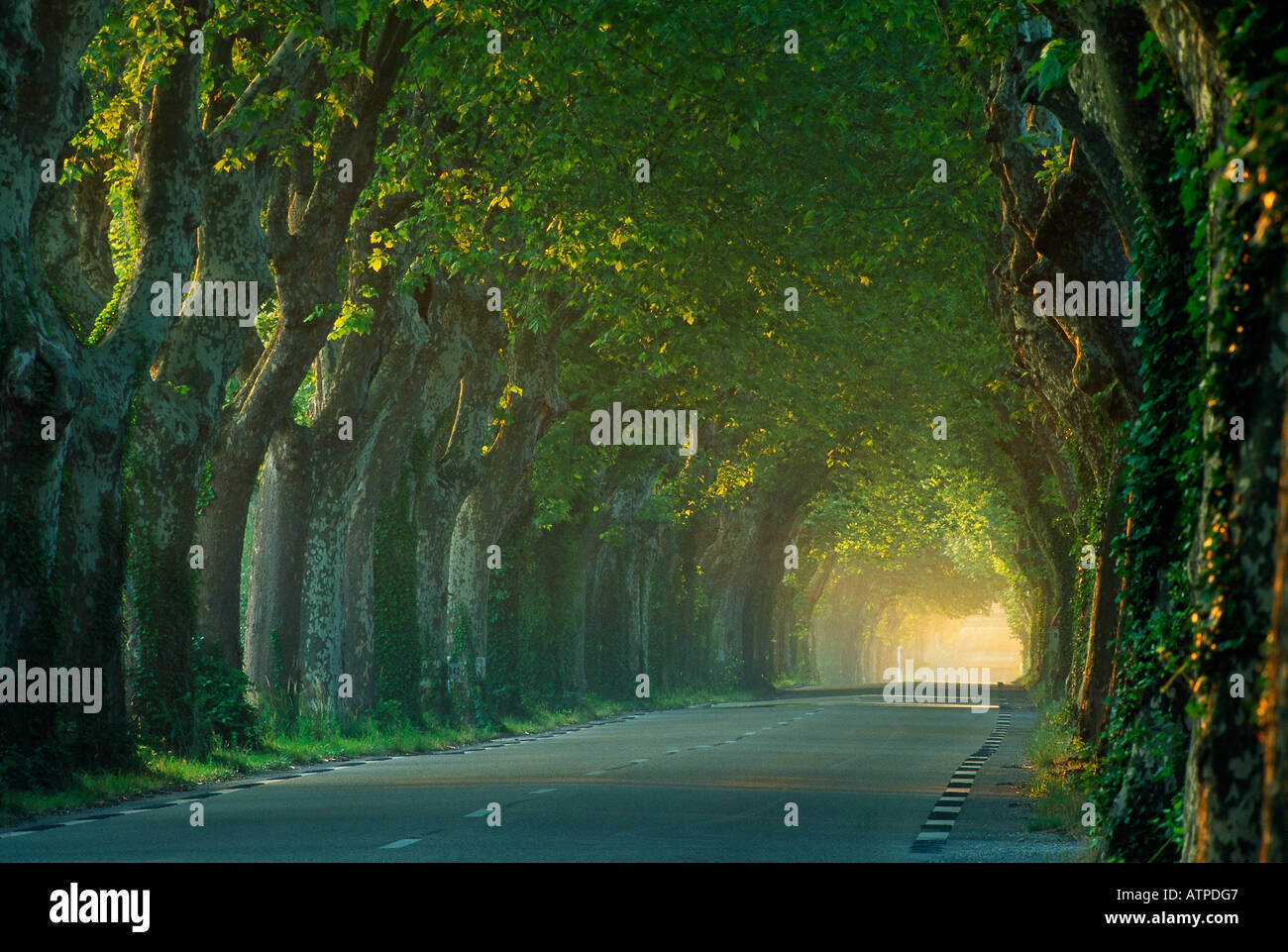 Avenue d'arbres nr St Remy de Provence Provence France Banque D'Images