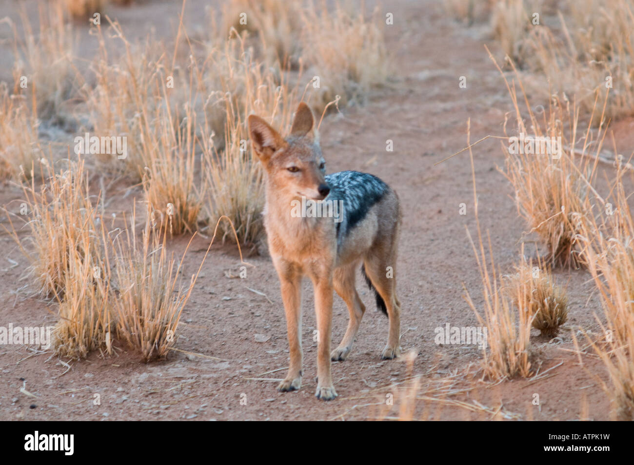 Chacal noir soutenu près de l'Sousouvlei Dunes en Namibie Banque D'Images
