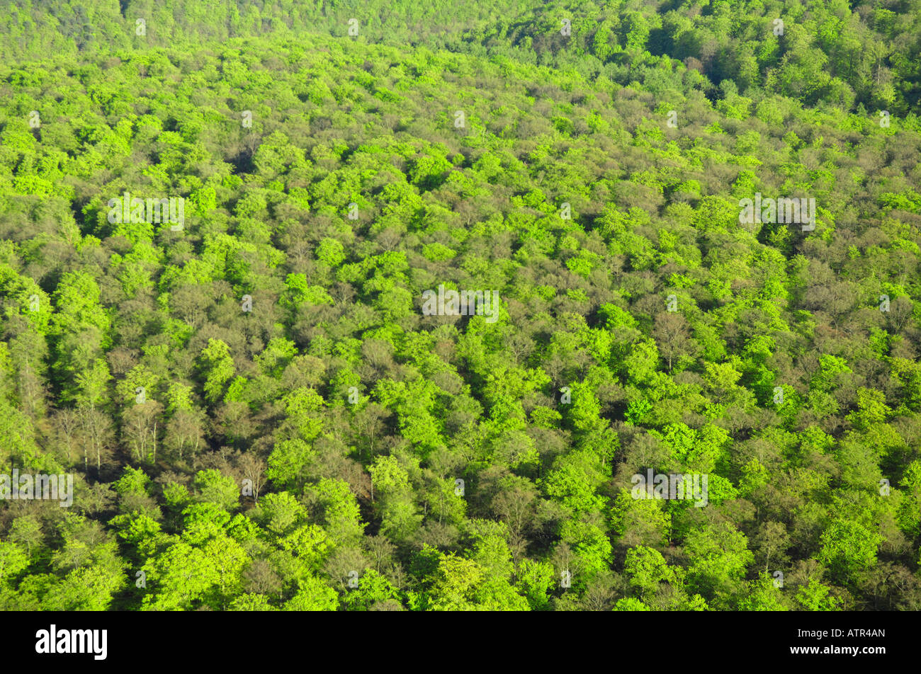 Forêt de feuillus Banque D'Images