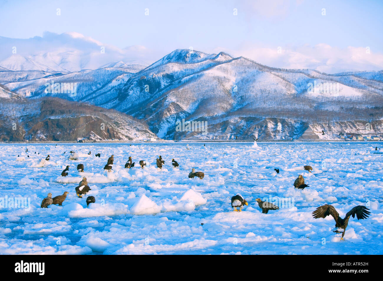 L'aigle de mer de Steller Banque D'Images