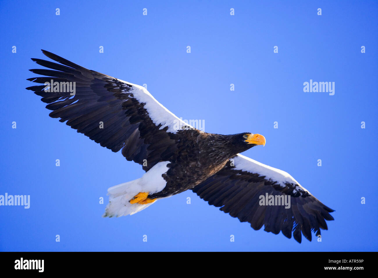 L'aigle de mer de Steller Banque D'Images