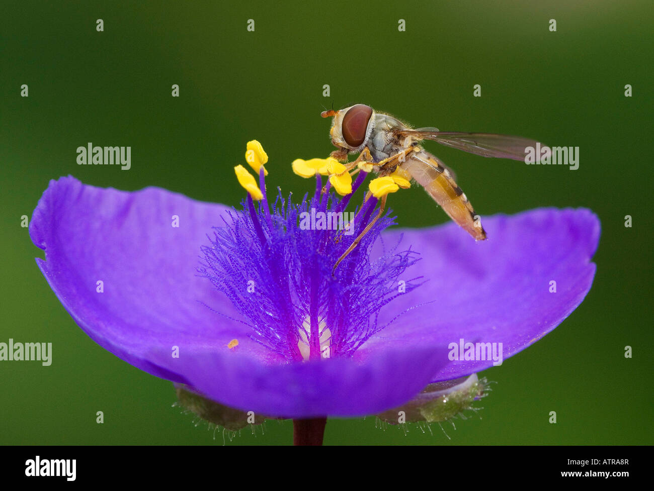 Marmalade Hover Fly Banque D'Images