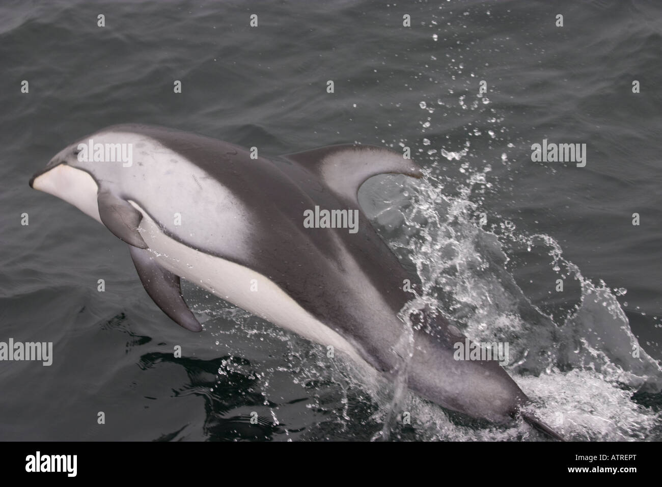 Dauphin à flancs blancs du Pacifique Lagenorhynchus obliquidens sautant Banque D'Images