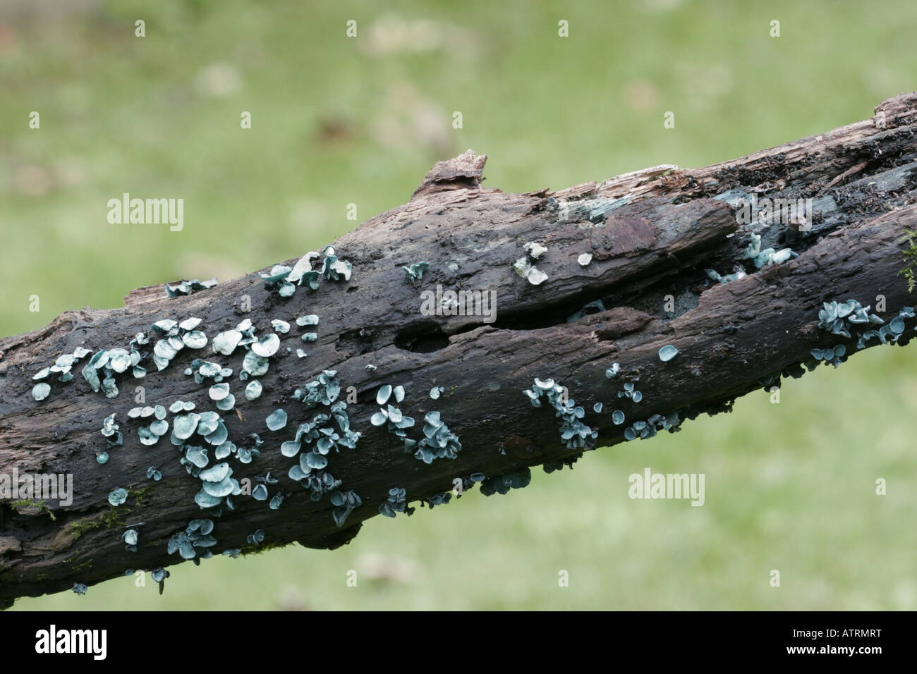 Chlorociboria aeruginascens Elfcap, vert, champignons Banque D'Images