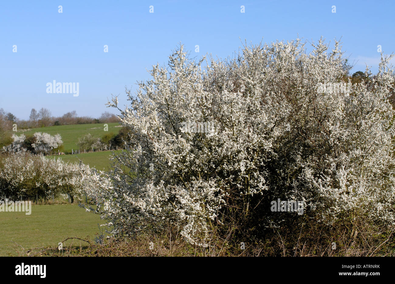 Couvert de fleurs blanches prunellier ou Prunelle arbres Prunus spinosa forme de trésorerie entre les champs verts au début du printemps. Banque D'Images