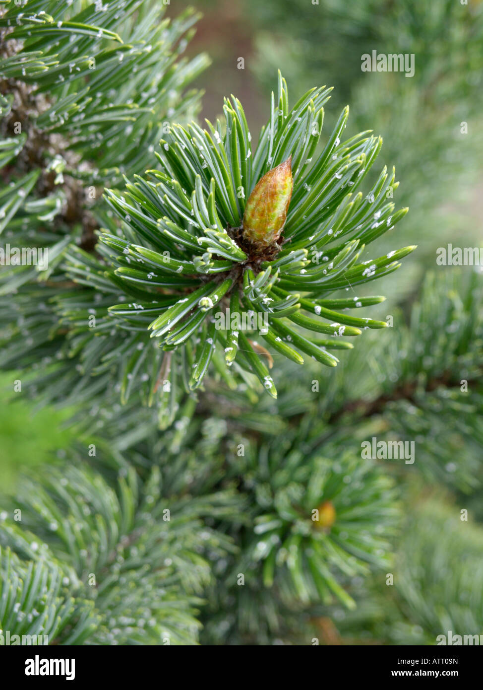 Bistlecone pin (Pinus aristata) Banque D'Images