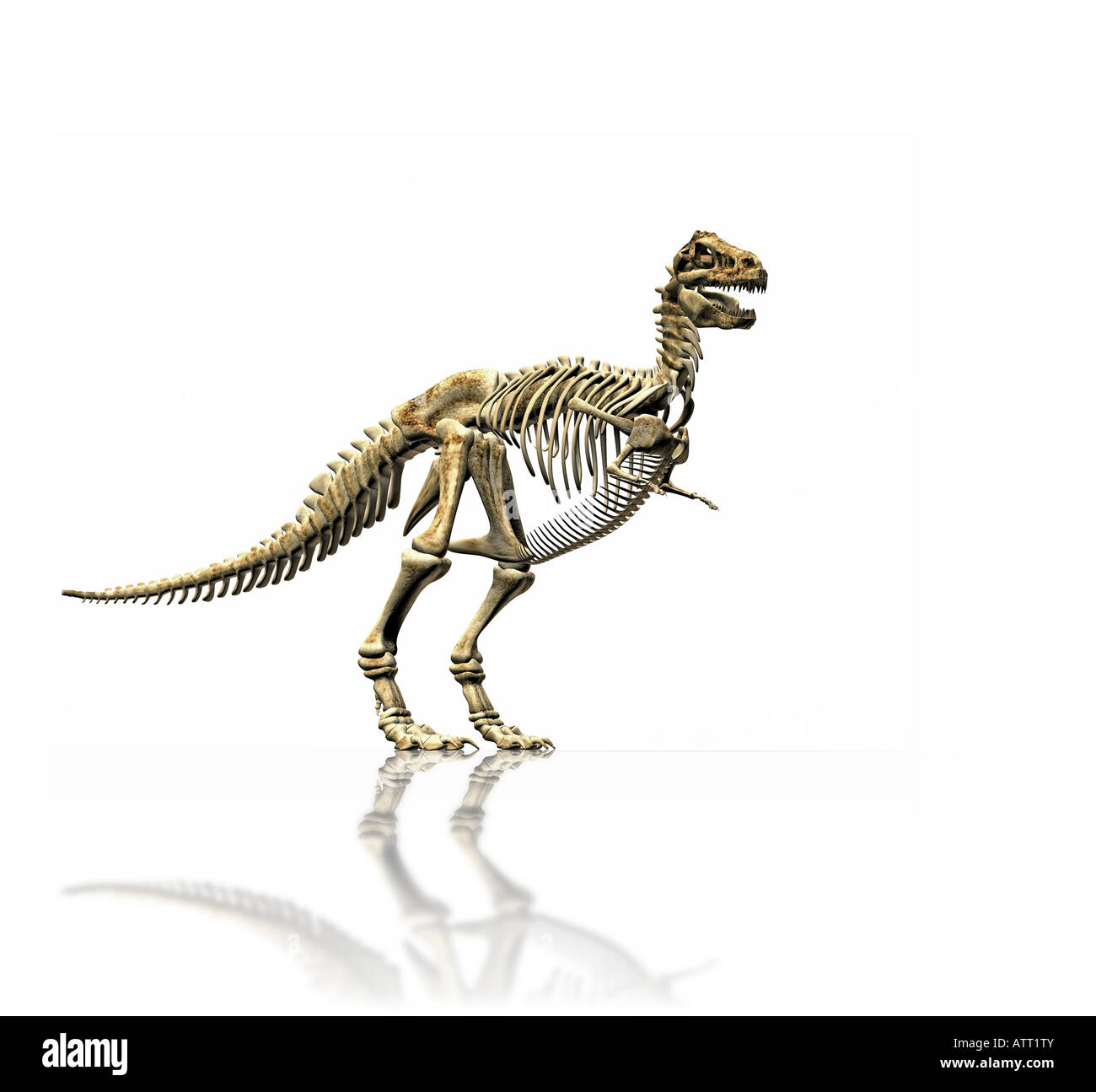 Une illustration d'un énorme squelette t rex Banque D'Images