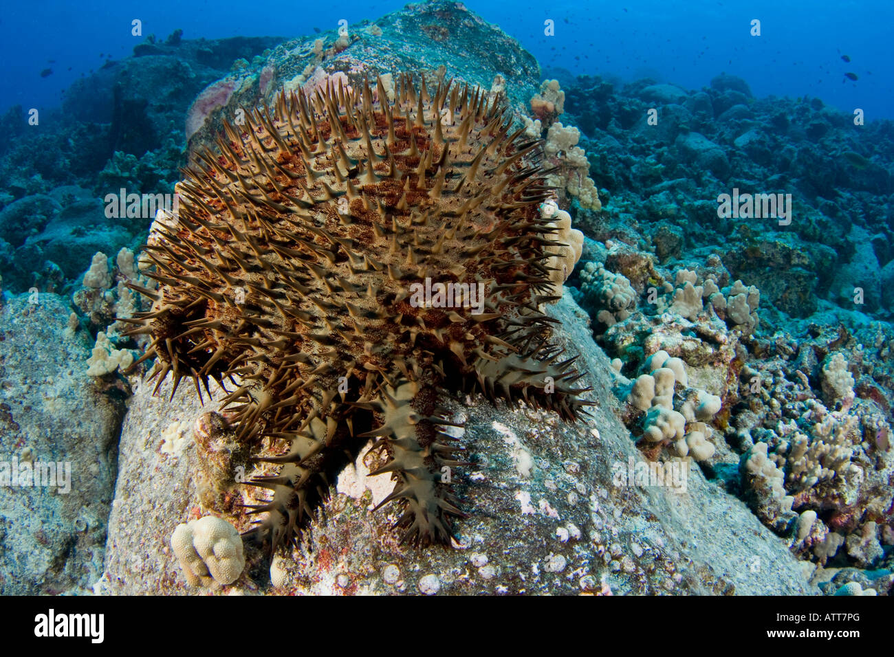 L'étoile de mer Acanthaster planci,, se nourrit de coraux vivants et est couverte d'épines très pointues, à Hawaï. Banque D'Images