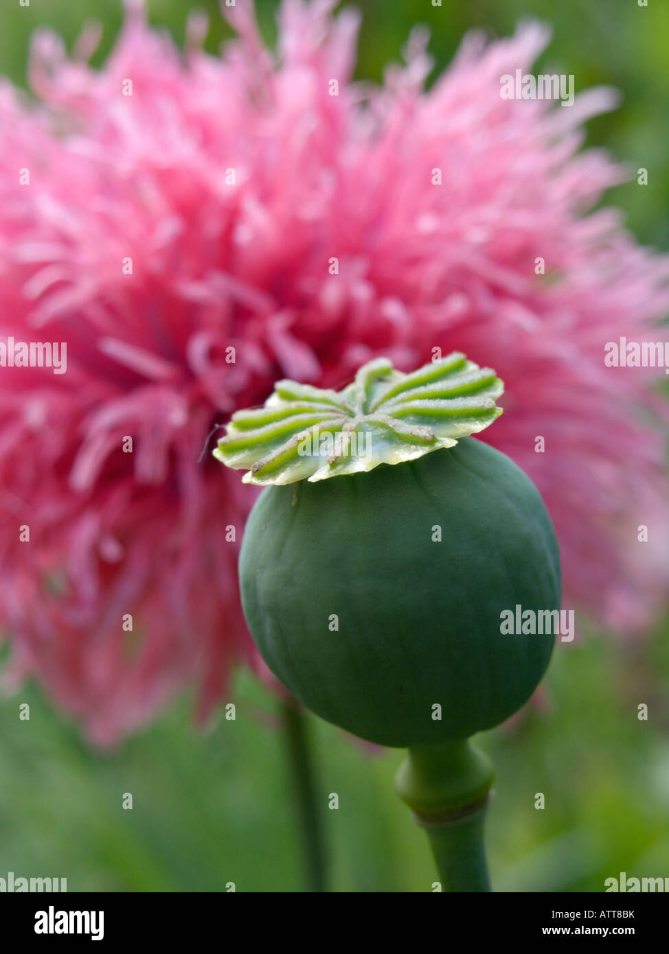 Du pavot à opium (Papaver somniferum) Banque D'Images