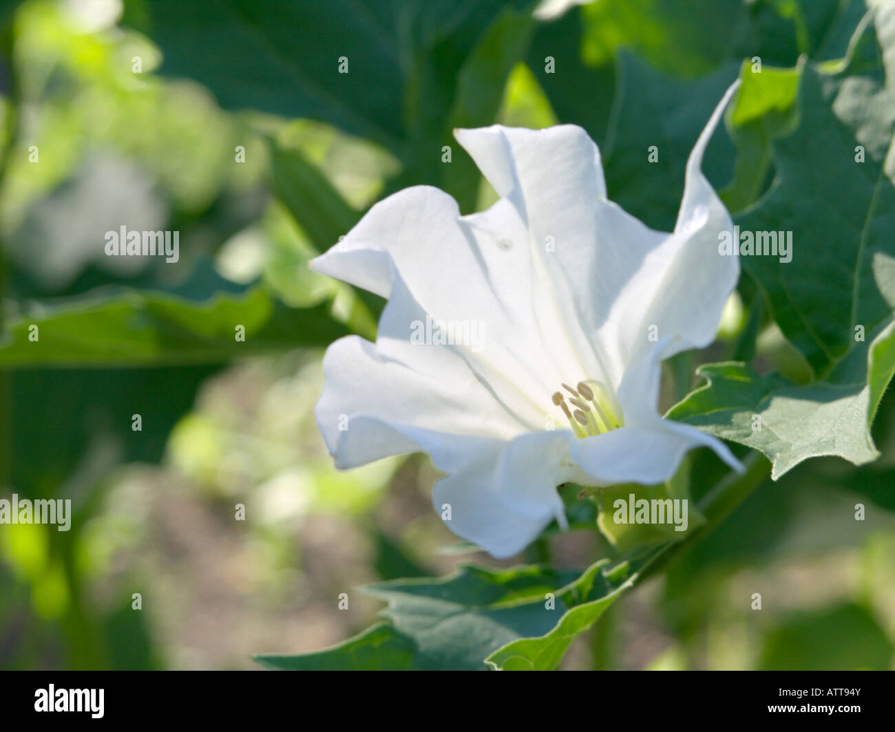 Stramoine (Datura stramonium) Banque D'Images