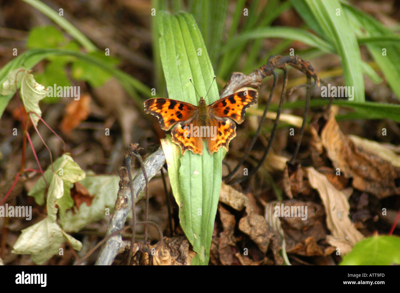 Papillon amiral rouge Banque D'Images