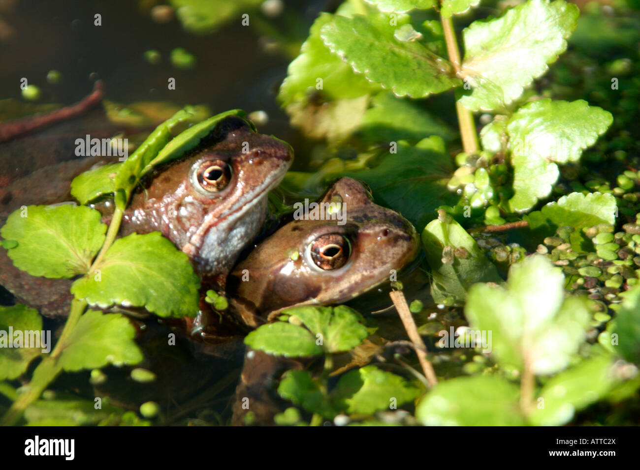 L'accouplement des grenouilles Rana temporaria en étang de jardin HOLBROOK JARDIN DEVON LE 1ER MARS Banque D'Images