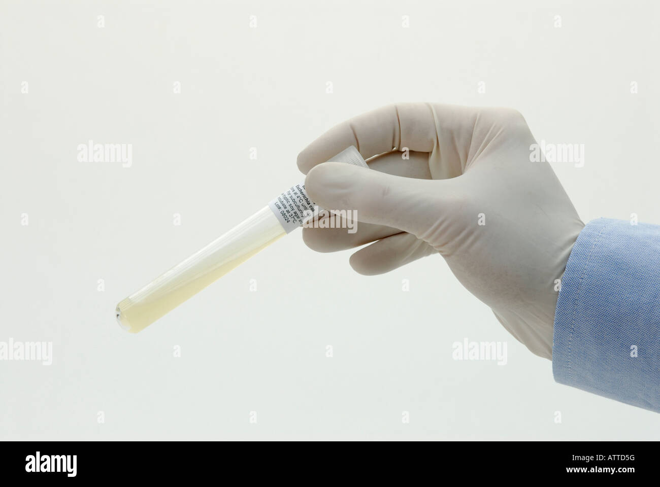 Un scientifique est titulaire d'un tube contenant un bouillon de culture d'Escherichia coli sur gélose pour l'utilisation de la recherche Banque D'Images