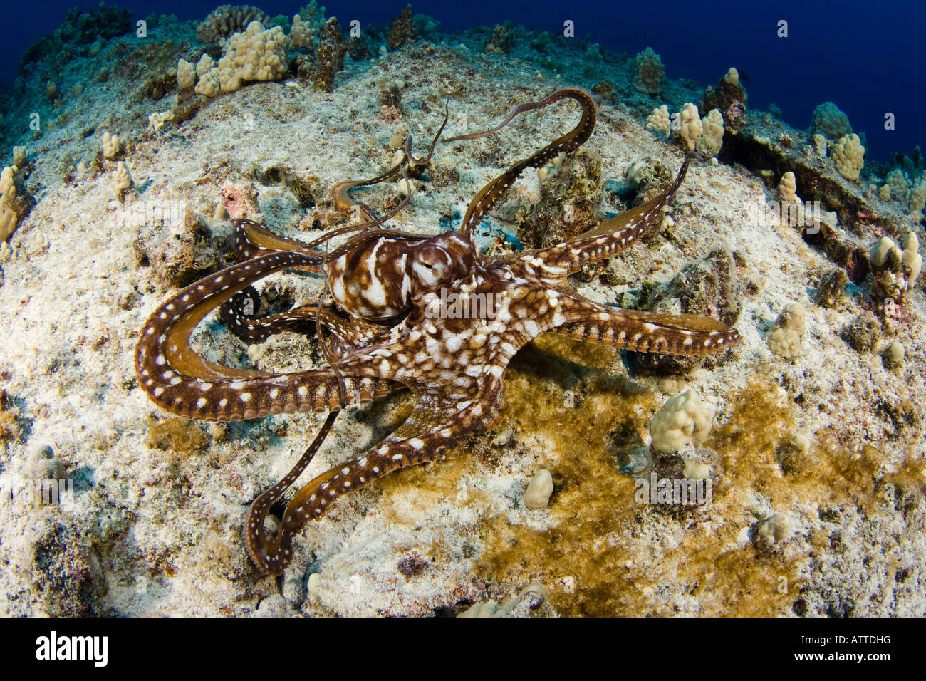 Jour poulpe, Octopus cyanea, New York. Banque D'Images