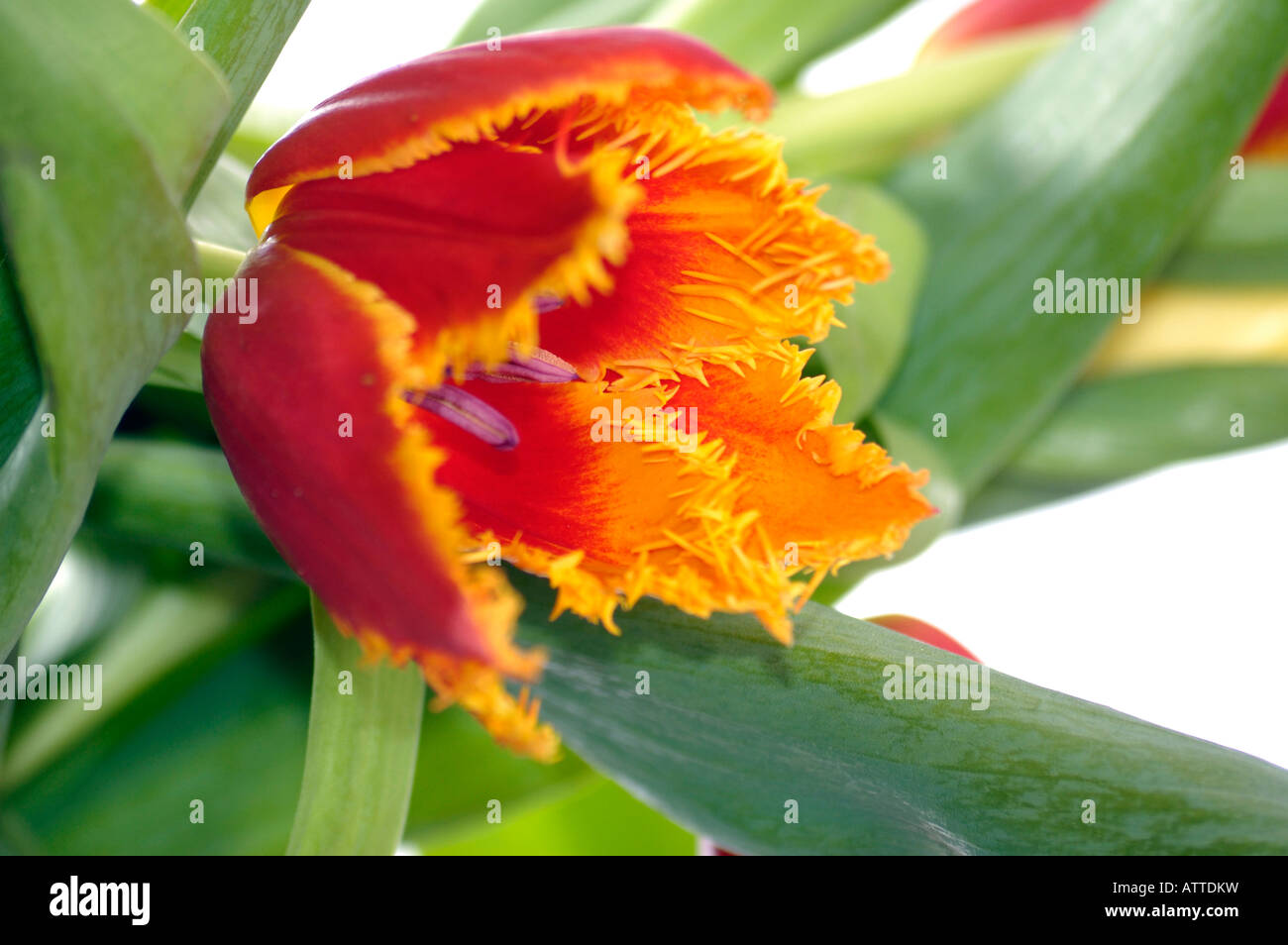 Tulip Banque D'Images