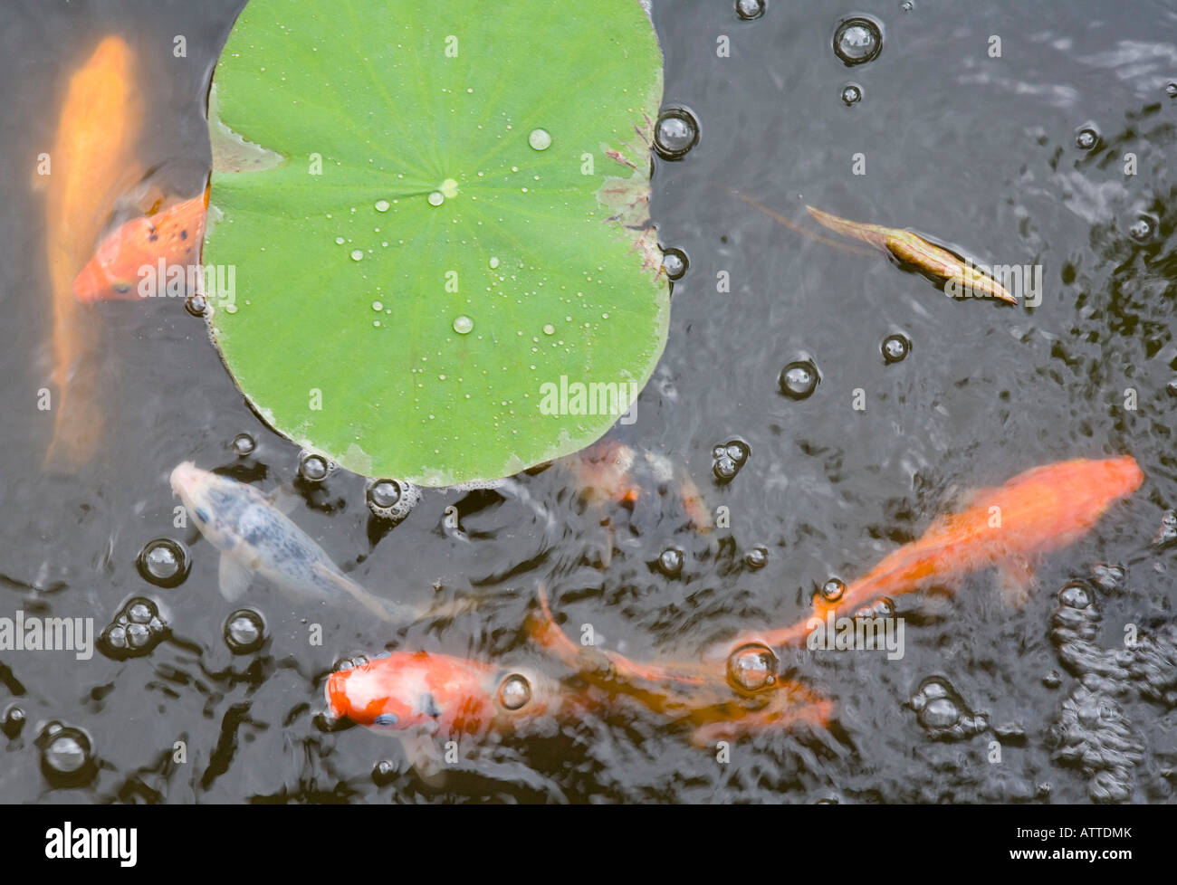 Poisson carpe Ubud Bali Indonésie Banque D'Images