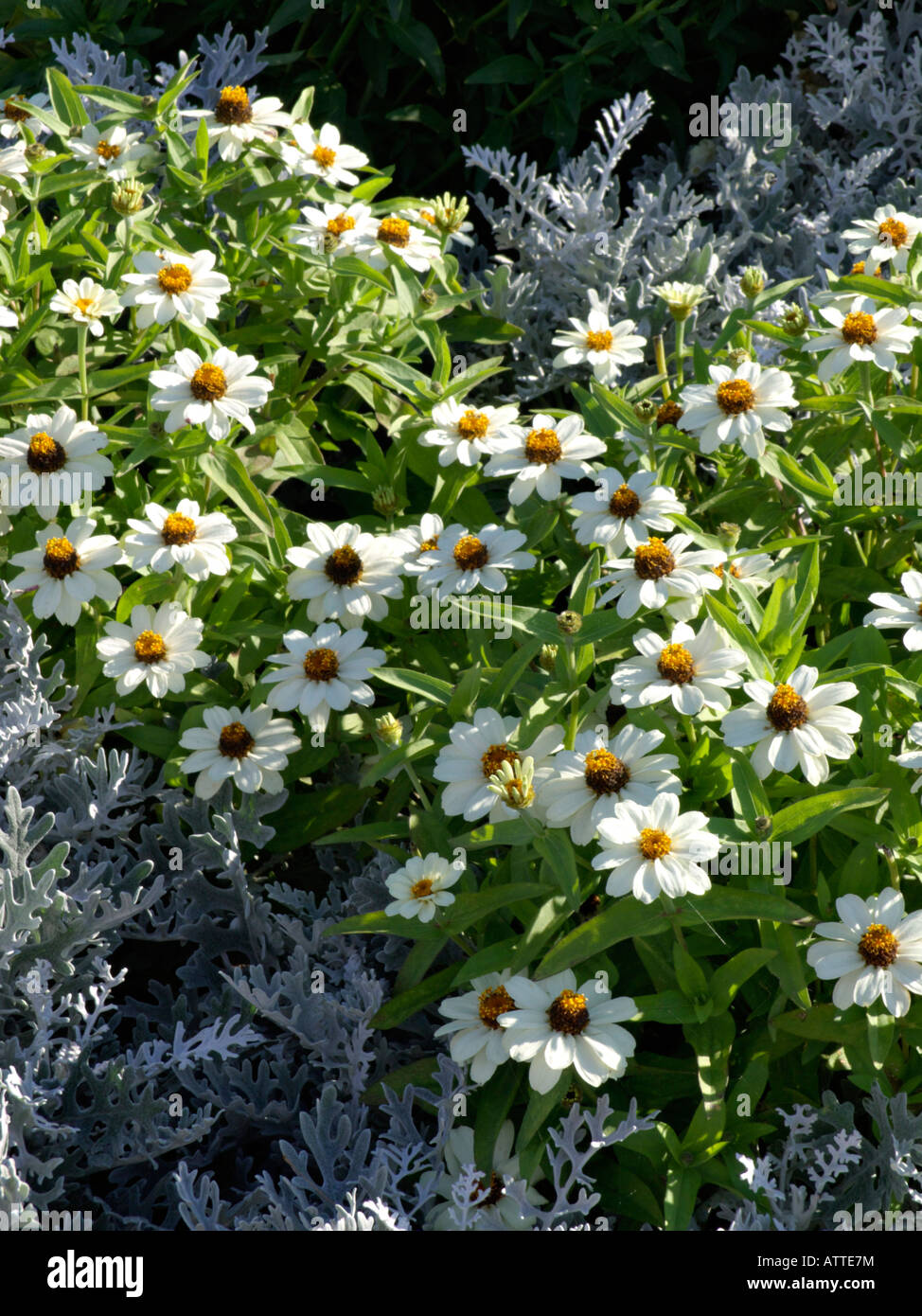 (Narrowleaf zinnia Zinnia angustifolia 'Profusion white') et l'argent le séneçon (Senecio cineraria) Banque D'Images
