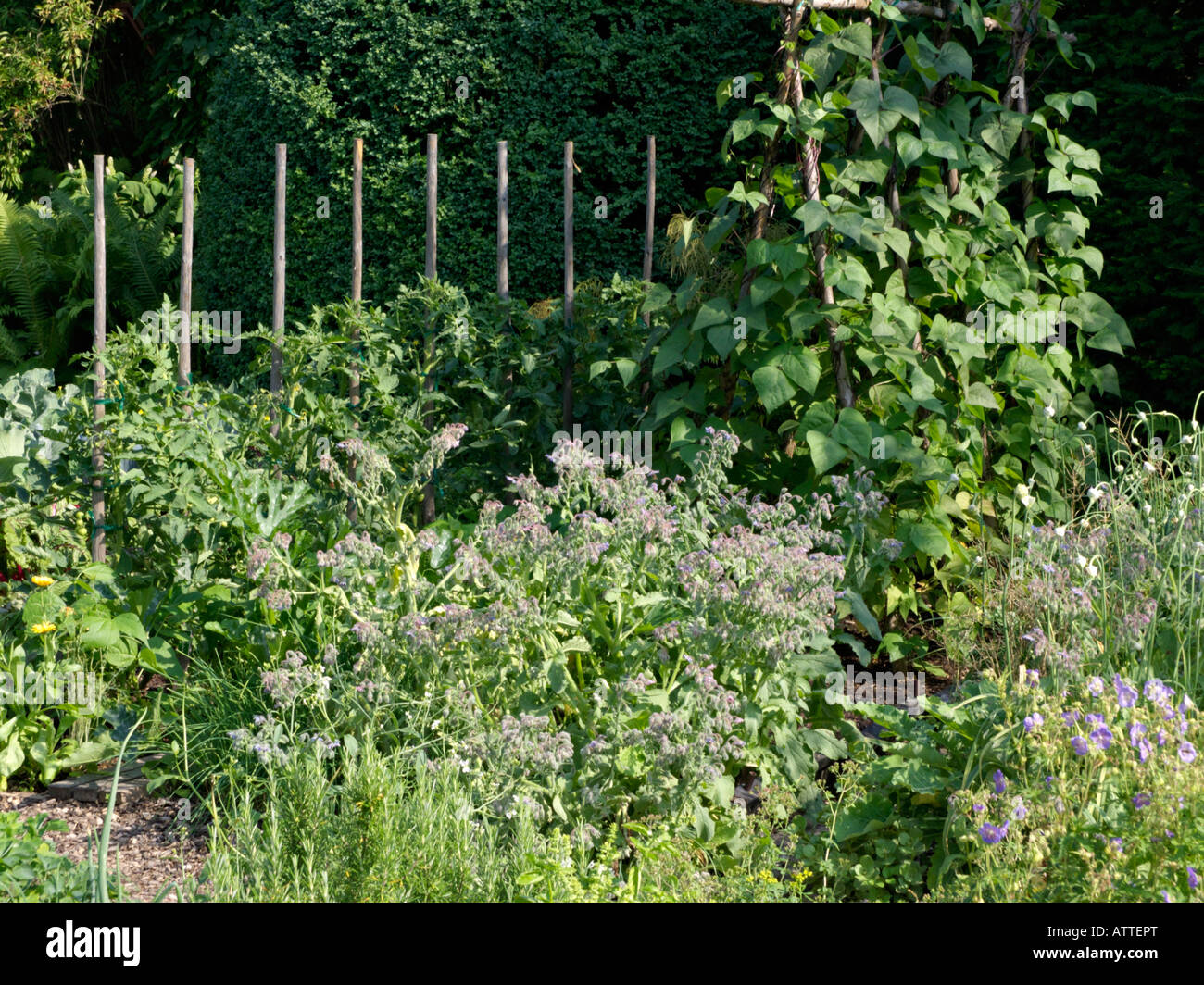 Borage (Borago officinalis), haricot vert (Phaseolus vulgaris var. Vulgaris) et tomate (Lycopersicon esculentum) Banque D'Images