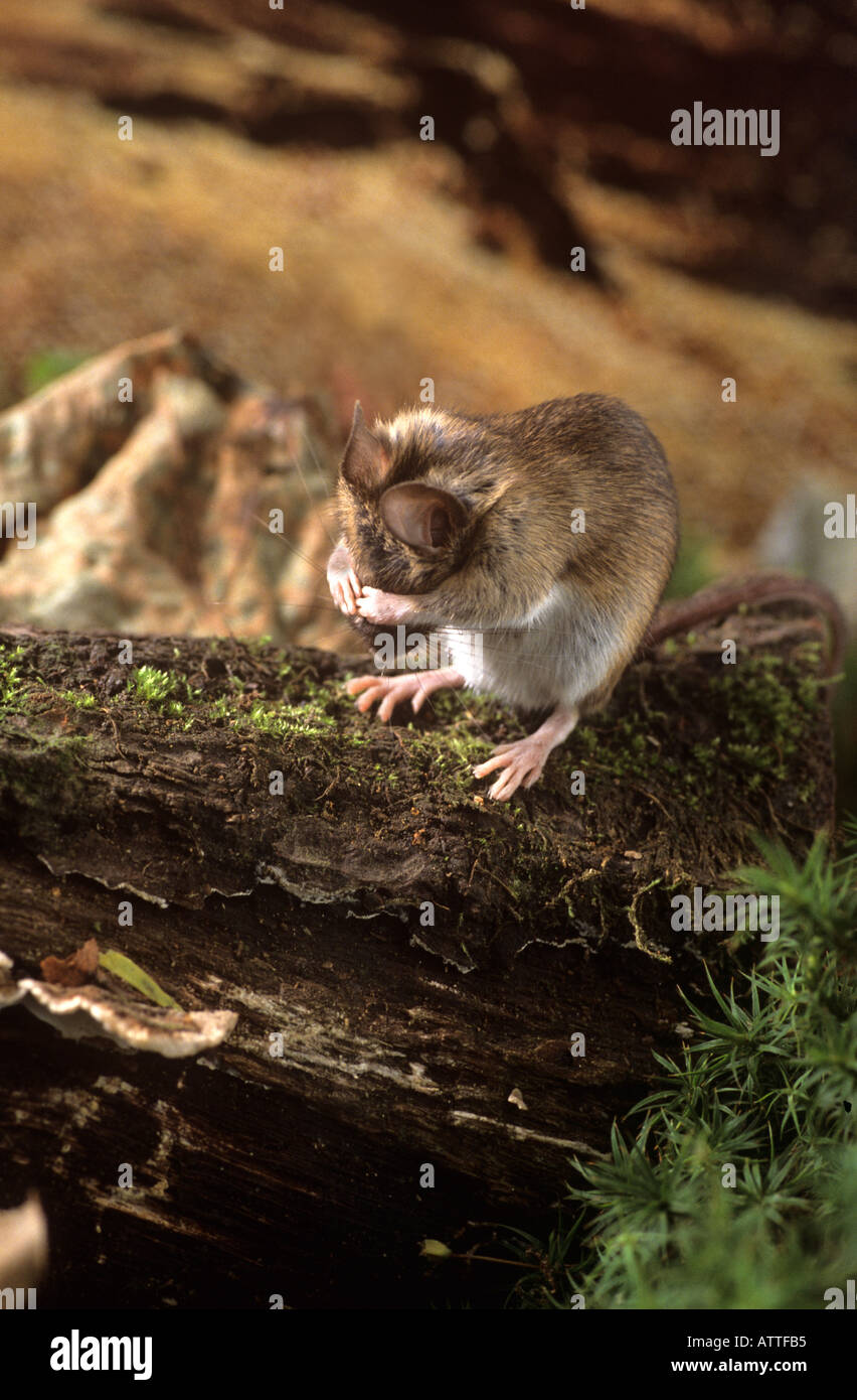 Souris des bois Banque D'Images