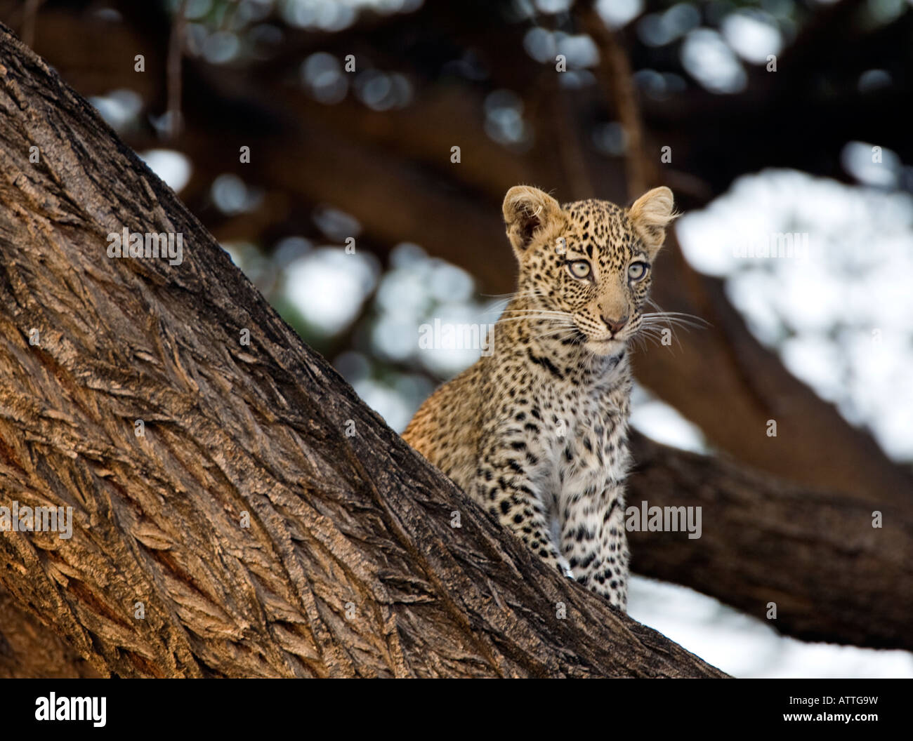 Leopard cub (Panthera pardus) dans l'arbre Banque D'Images