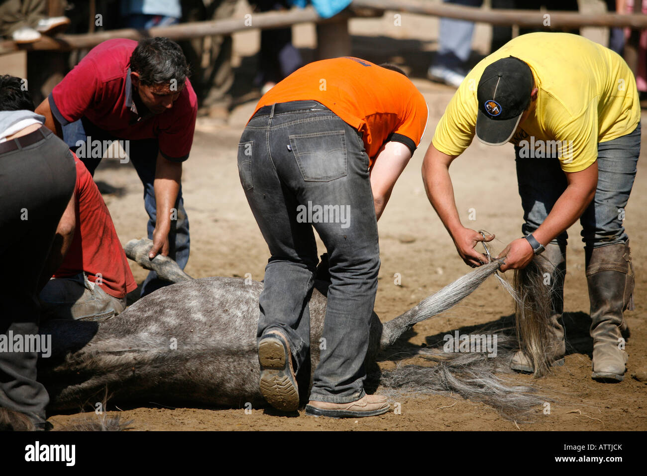 Chevaux sauvages Fiesta Festival Rapa das Besta en Galice, Espagne, Europe, Domaio UE Banque D'Images