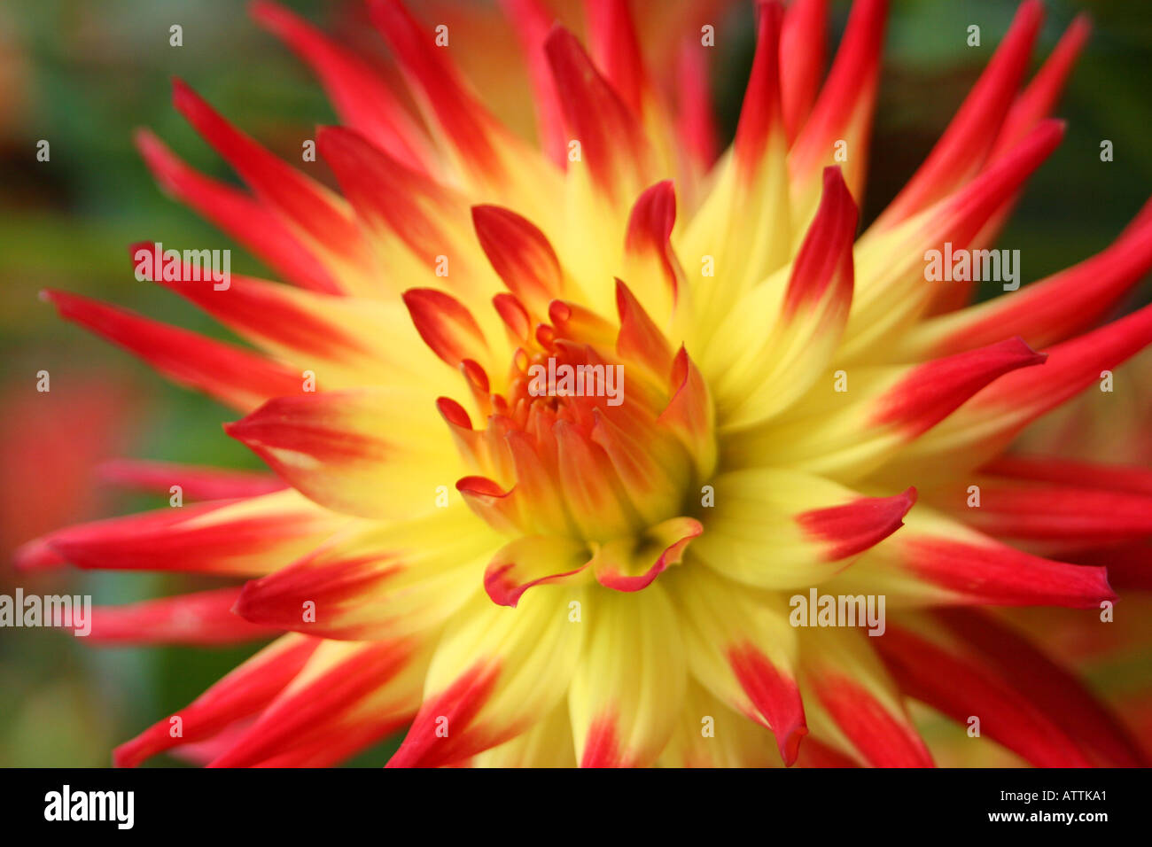 Rouge et jaune Dahlia fleur Close Up Banque D'Images