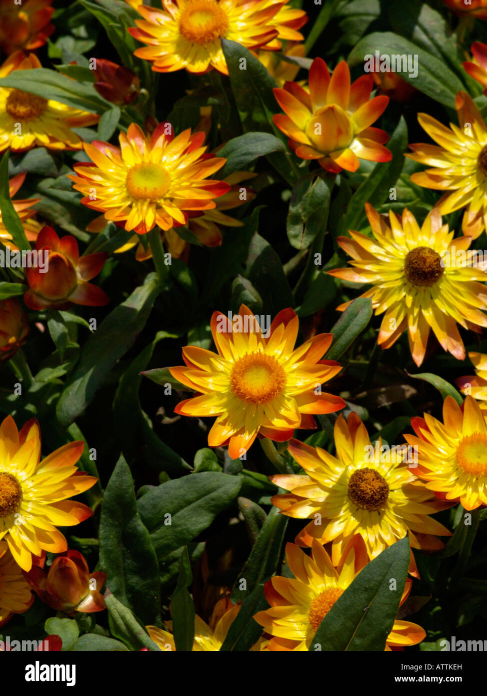 Xerochrysum bracteatum (éternelle or 'sundaze flame' Helichrysum bracteatum syn. 'sundaze flame') Banque D'Images