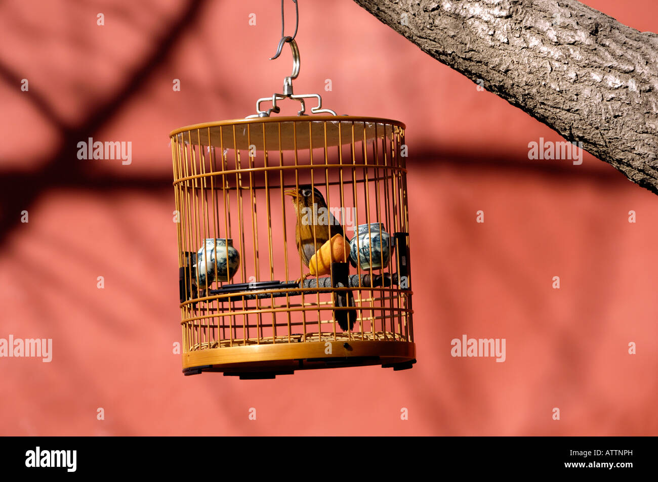 Oiseau en cage Banque de photographies et d'images à haute résolution -  Alamy