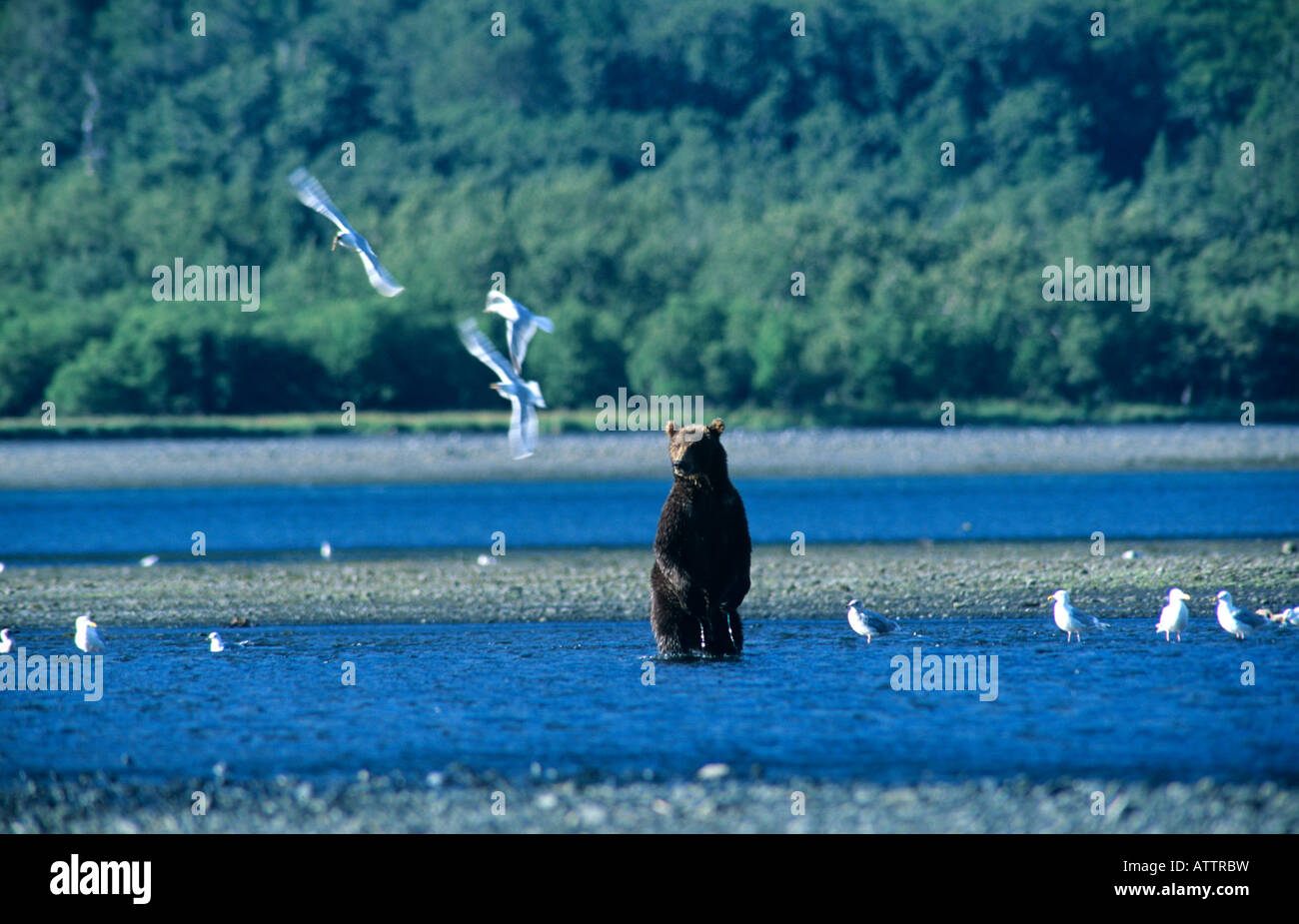 L'ours Kodiak (Ursus arctos middendorffi) Uyak Bay Kodiak Alaska Banque D'Images