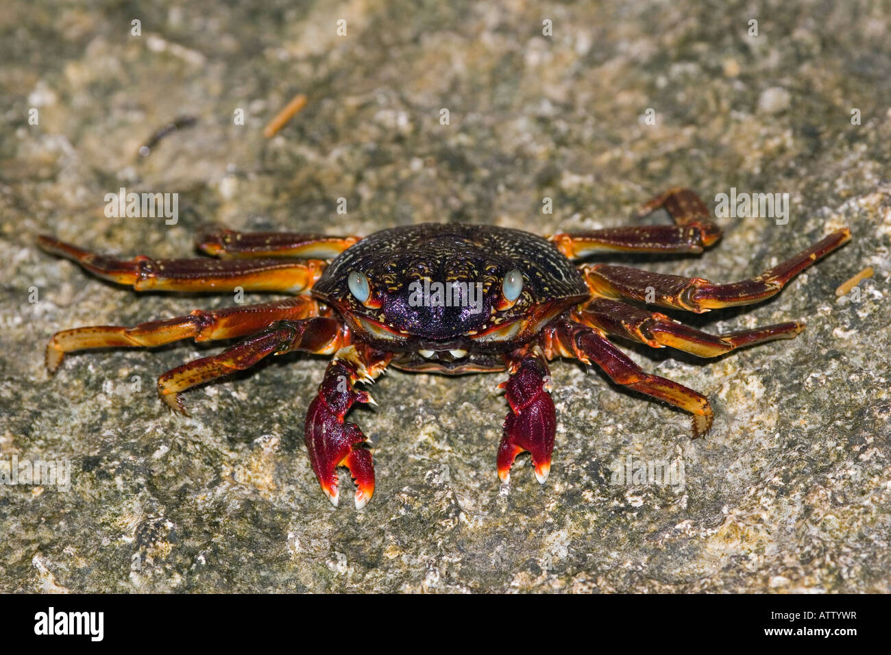 Grapsid Rock ou les crabes, Grapsus sp, vivent sur les côtes rocheuses et dans les eaux peu profondes, aux Fidji. Banque D'Images