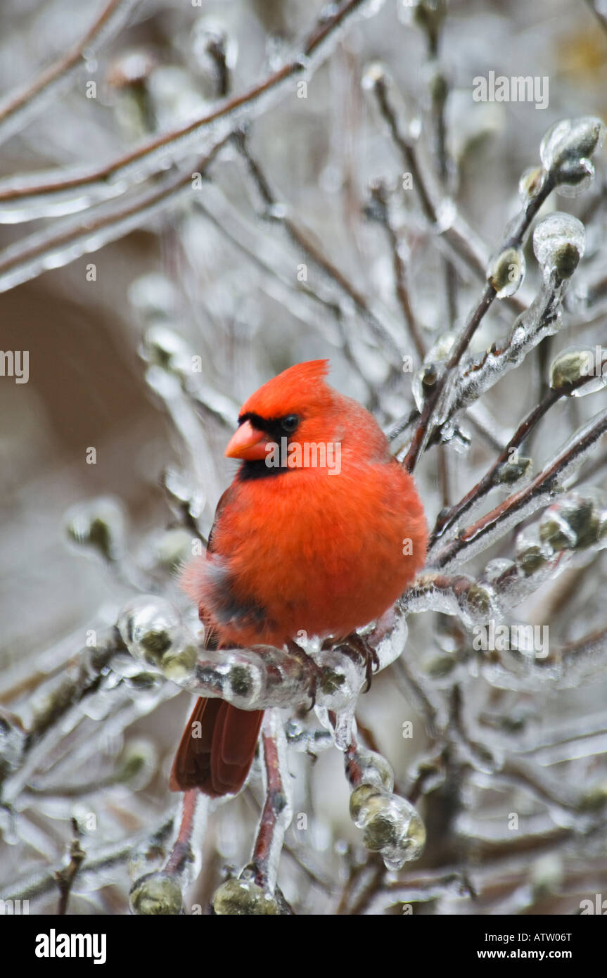 Le Cardinal mâle perché dans la glace incrustée de Star Magnolia Floyd County Indiana Banque D'Images