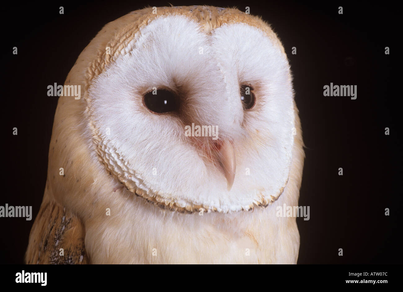 Effraie des clochers Banque D'Images