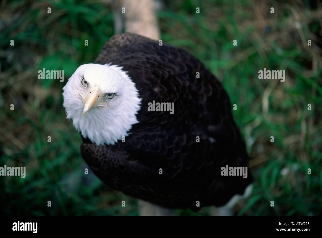 American Bald Eagle, préserver la faune Banque D'Images