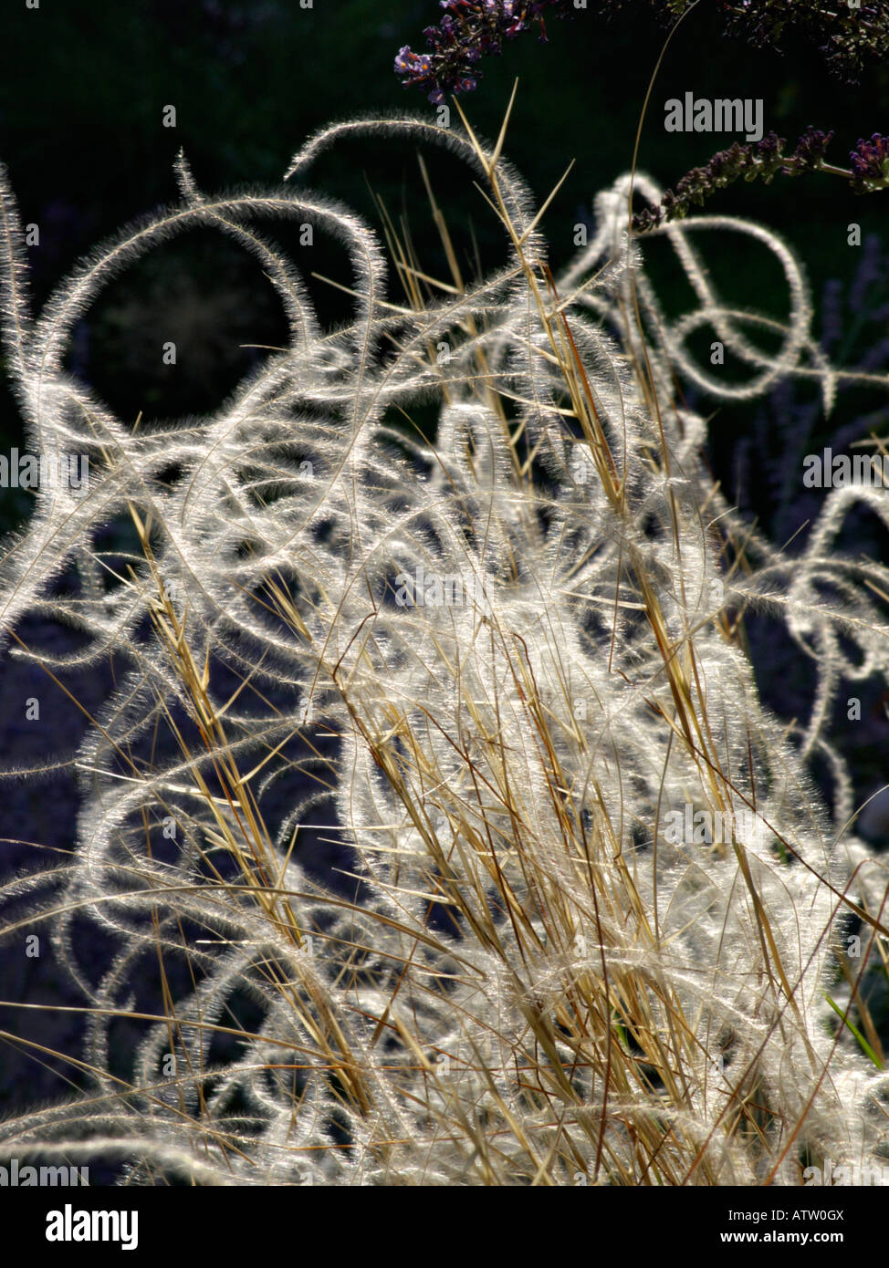Golden feather grass (Stipa pulcherrima 'Barbata') Banque D'Images