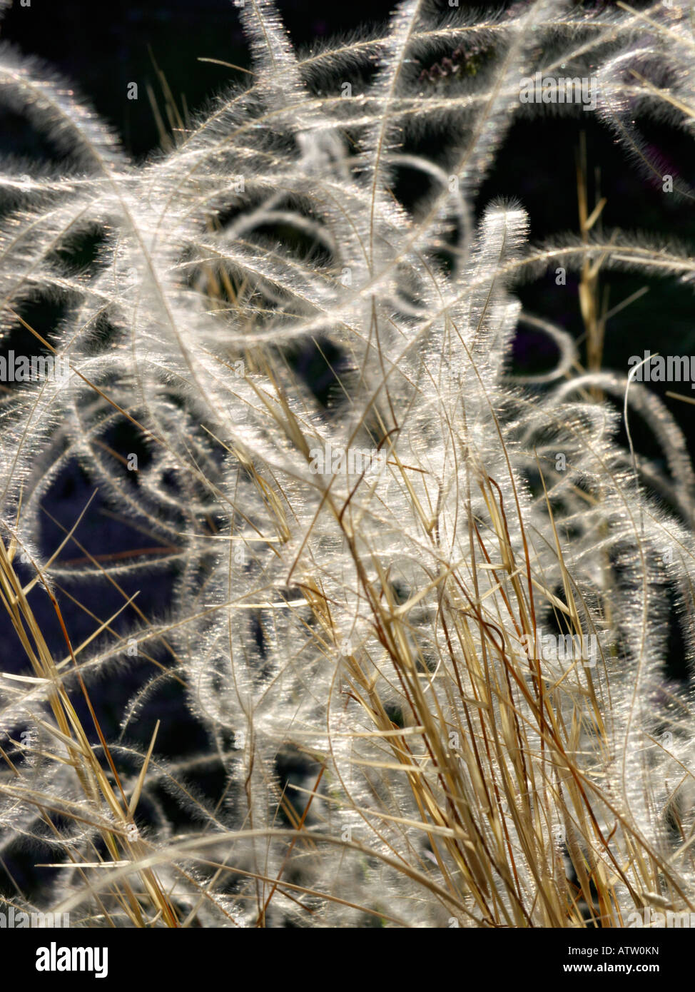 Golden feather grass (Stipa pulcherrima 'barbata') Banque D'Images