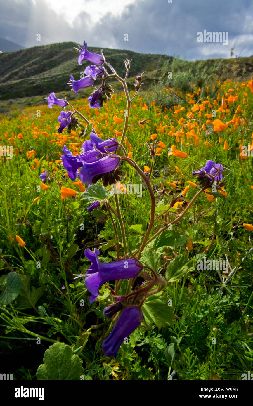Penstemon heterophyllus Foothill Penstemon et coquelicots de Californie au pied de Lake Elsinore, Californie Banque D'Images