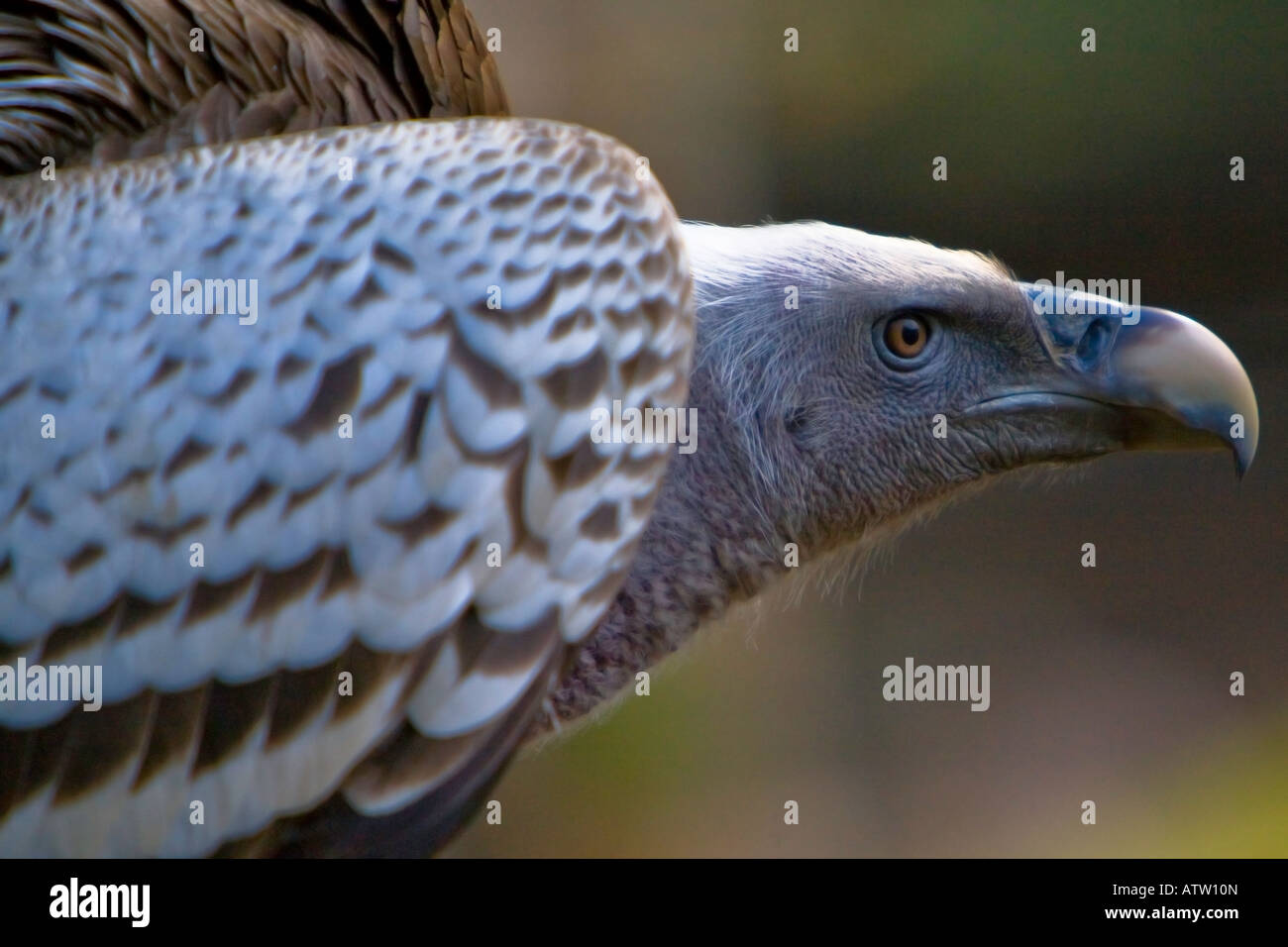 Vautour au San Diego Wild Animal Park, San Diego, California USA Banque D'Images