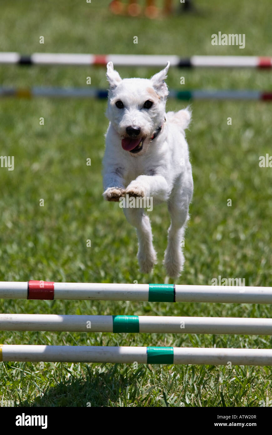 Saut d'obstacle sur White Dog Agility Cours Corydon Indiana Banque D'Images