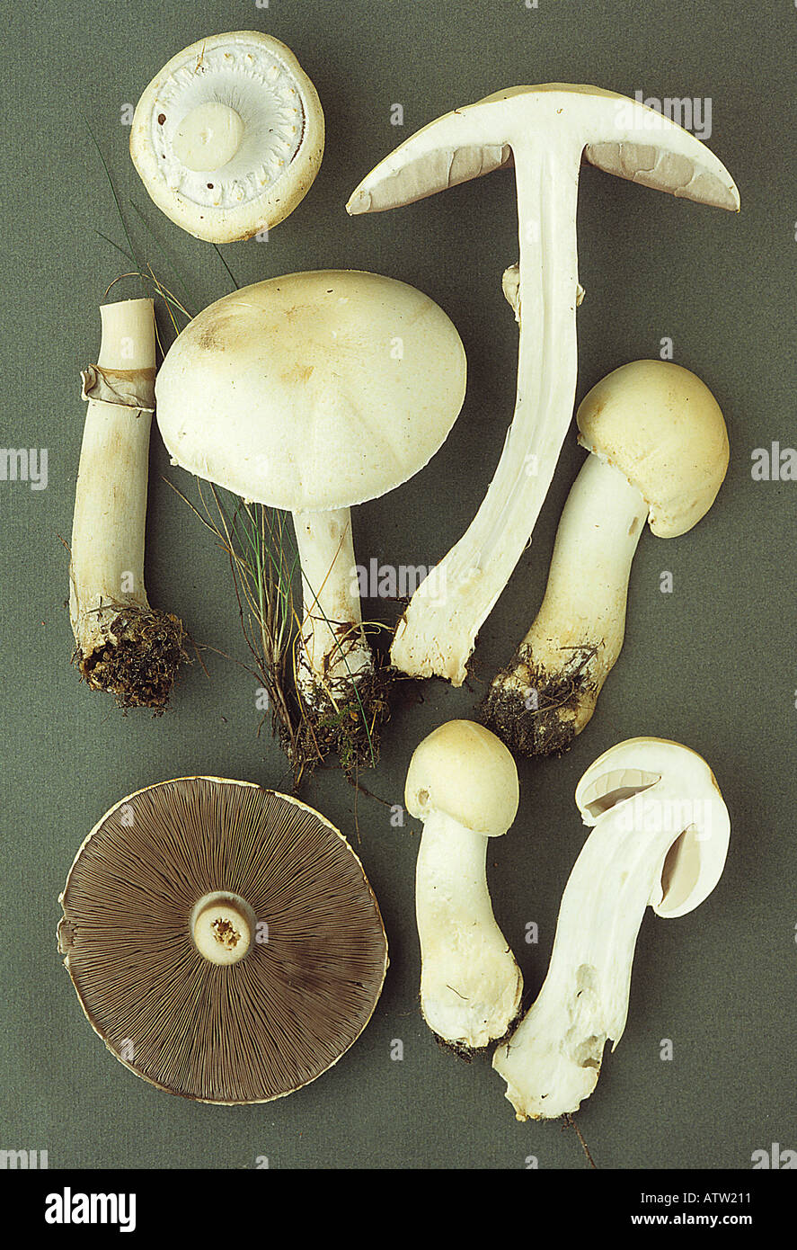 Horse Mushroom Agaricus arvensis collection européenne Banque D'Images