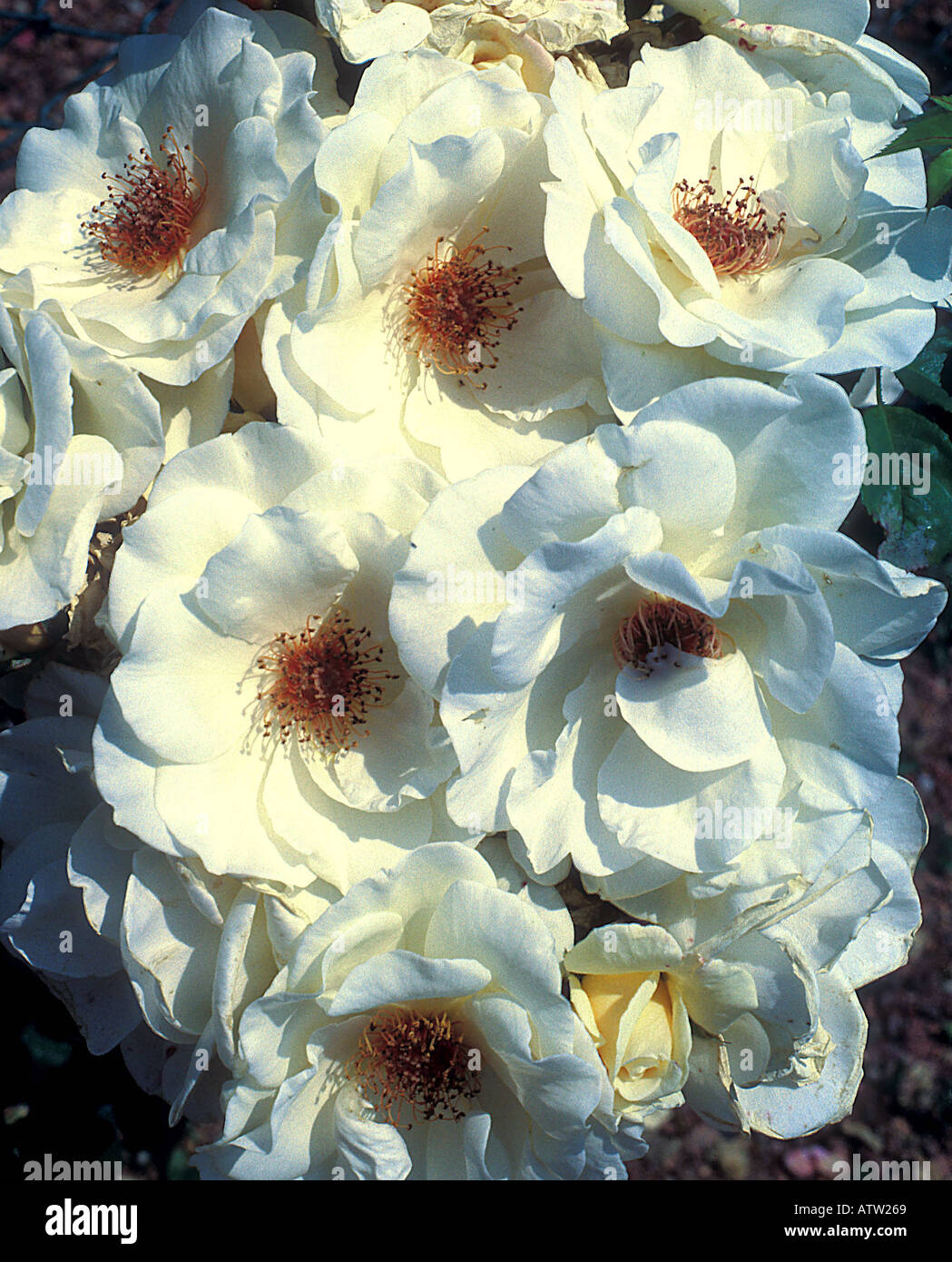 Un mode d'Ivoire Floribunda Rose photographiés à l'Sangerhausen Rosarium Allemagne Banque D'Images