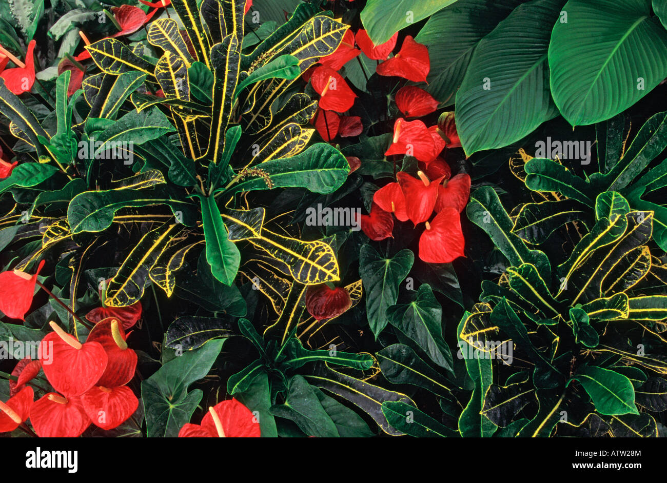 Codiaeum variegatum 'Prince of Wales' avec Anthurium 'Red Love' (noms communs, respectivement : Croton et Flamingo fleurs) Banque D'Images