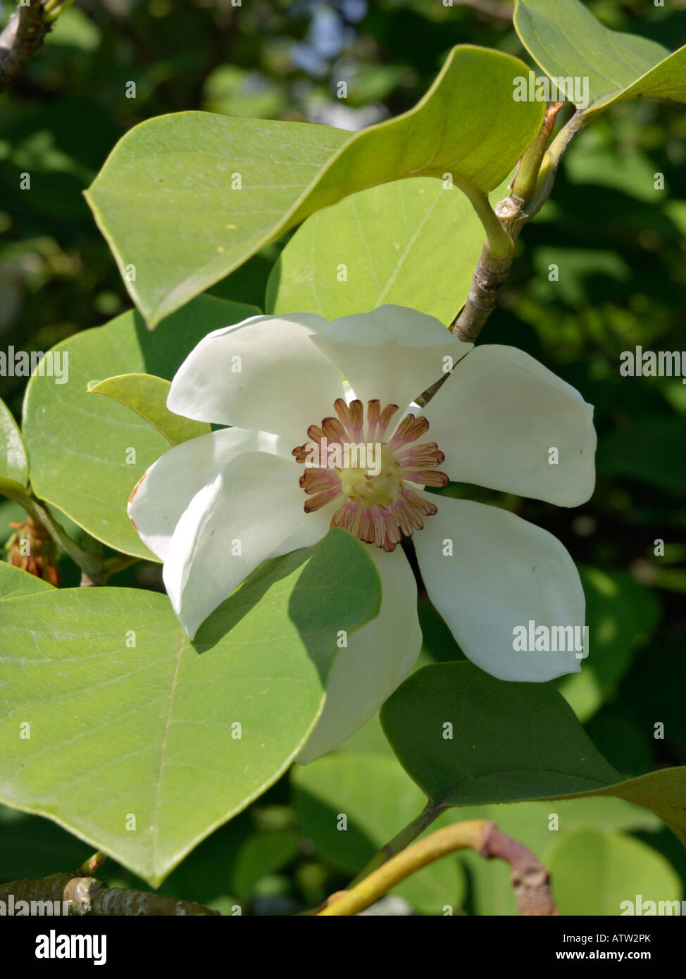 Siebold's magnolia (magnolia sieboldii) Banque D'Images